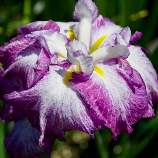 Iris ensata  'Dinner Plate Harlequinesque