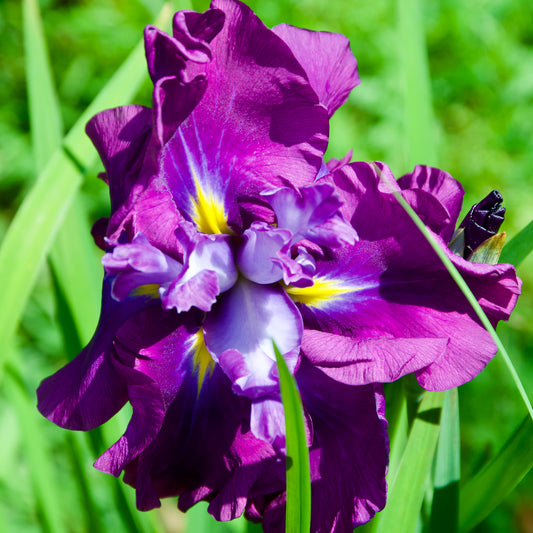 Iris ensata  'Eileen's Dream'