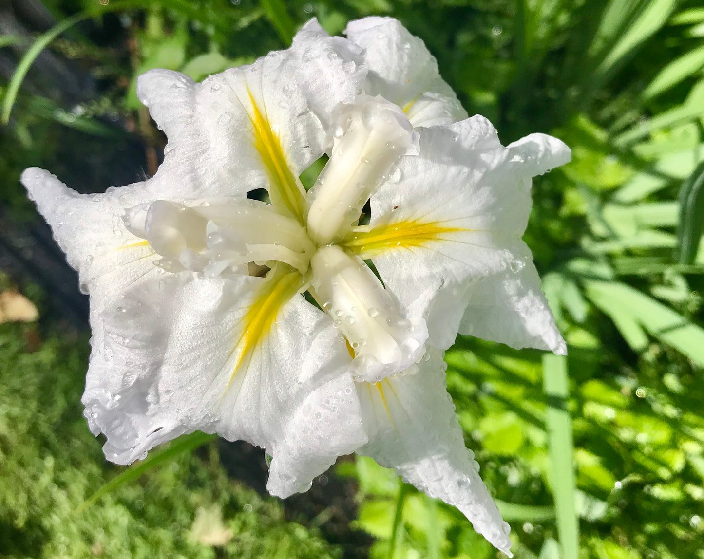 Iris ensata 'Gold Bound'