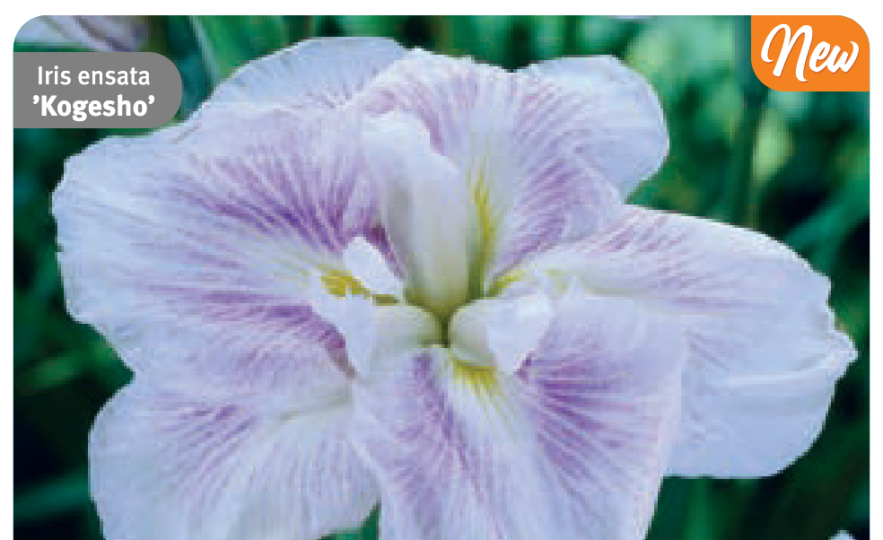Iris ensata 'Kogesho'