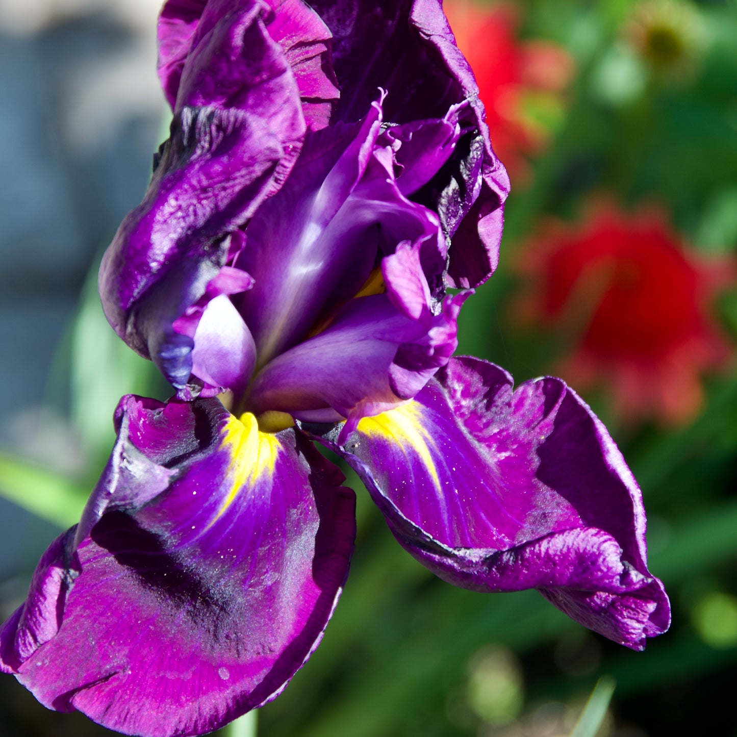 Iris ensata 'Momogasumi