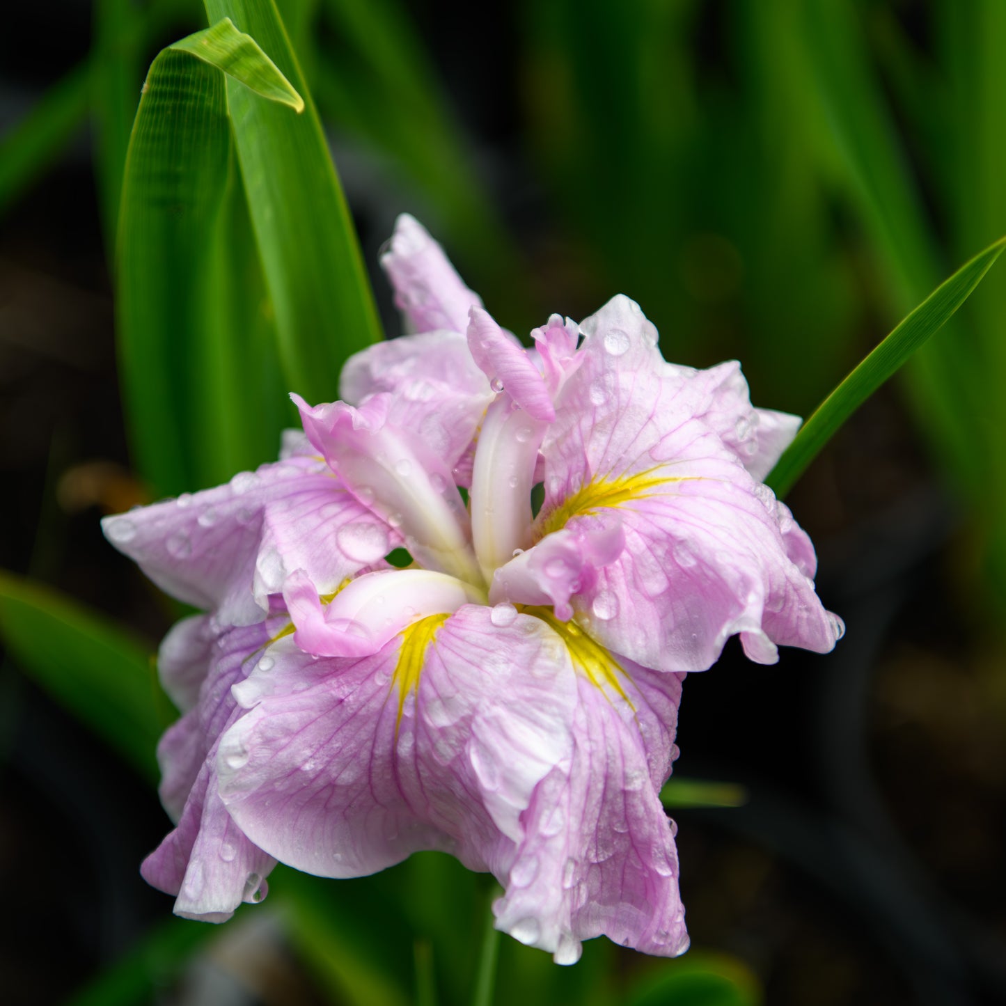 Iris ensata 'Pinkerton' (Japanese Iris)