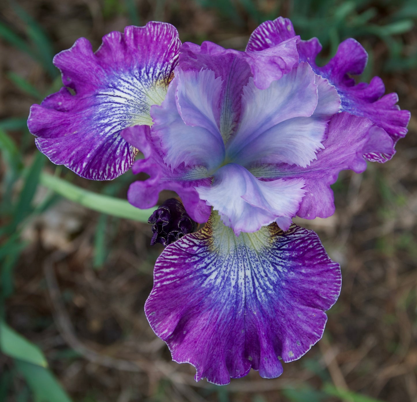 Iris sibirica 'A capella'