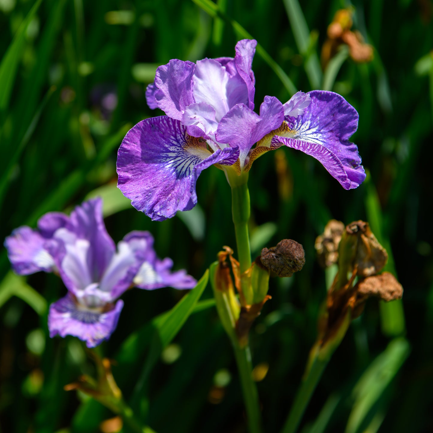 Iris sibirica 'A Capella'