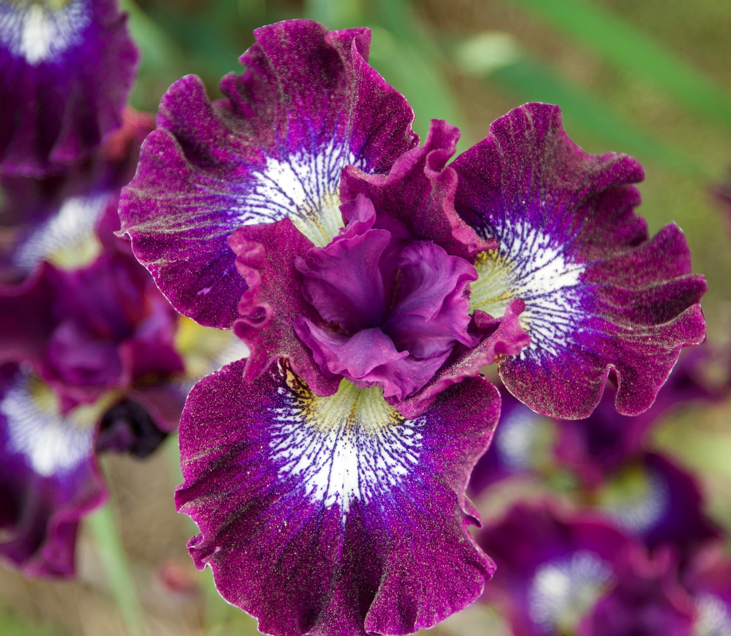 Iris sibirica 'Crimson Fireworks'
