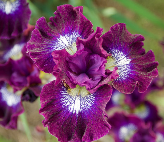 Iris sibirica  'Crimson Fireworks'