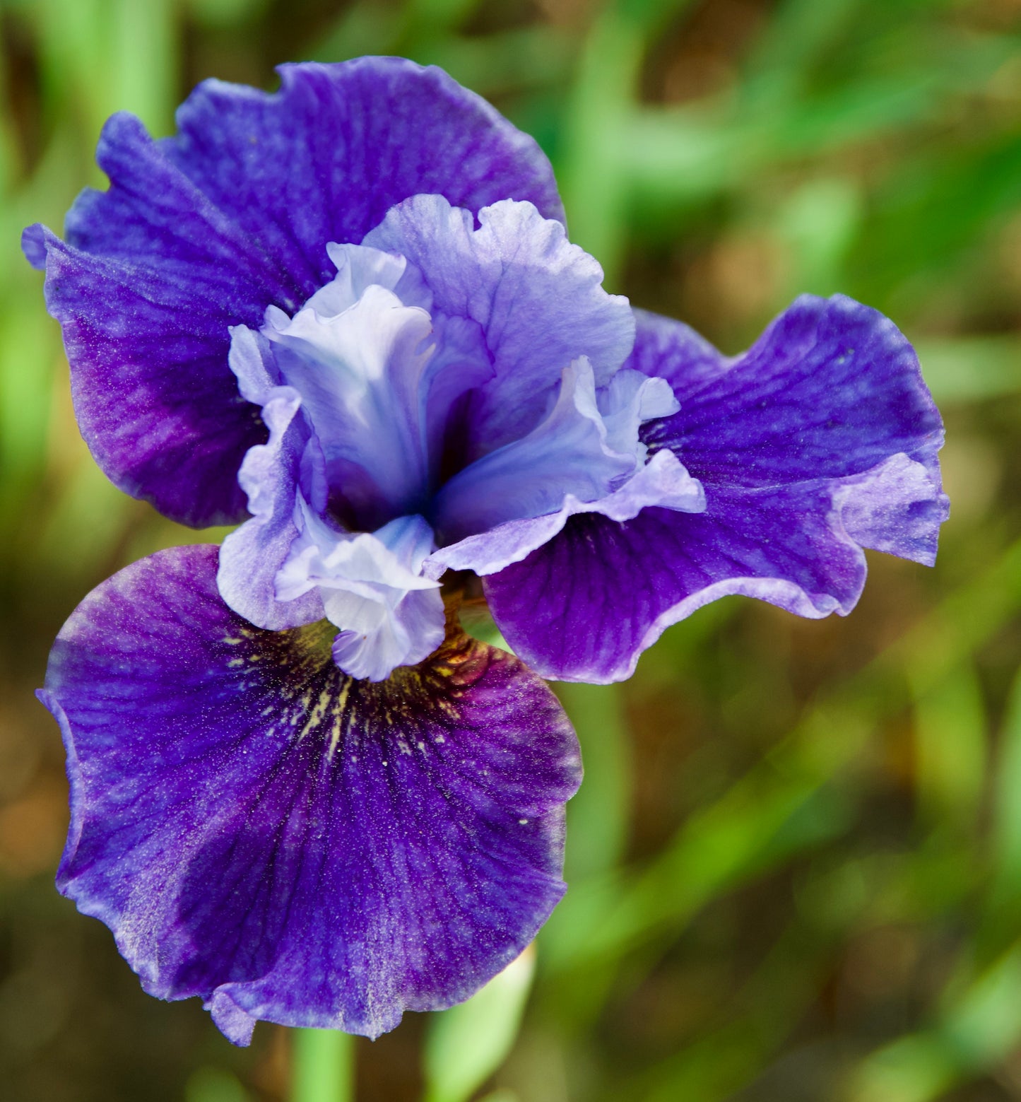 Iris sibirica 'Dear Currier'
