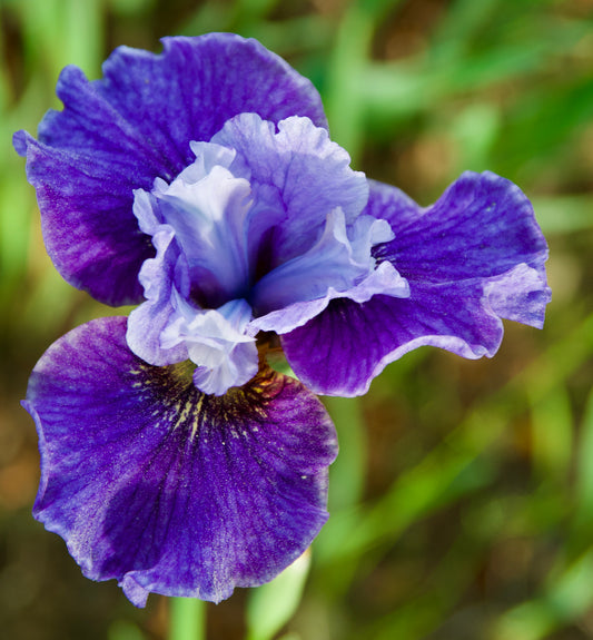 Iris sibirica  'Dear Currier'