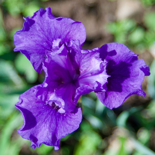 Iris sibirica  'Grape Truffle'