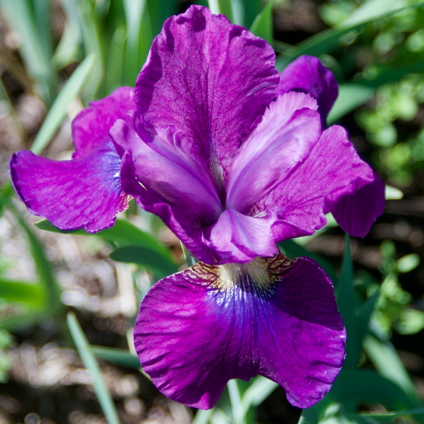 Iris sibirica 'Ruby Kiss'