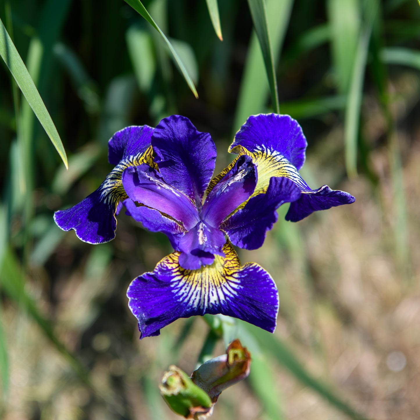 Iris sibirica 'Adj'