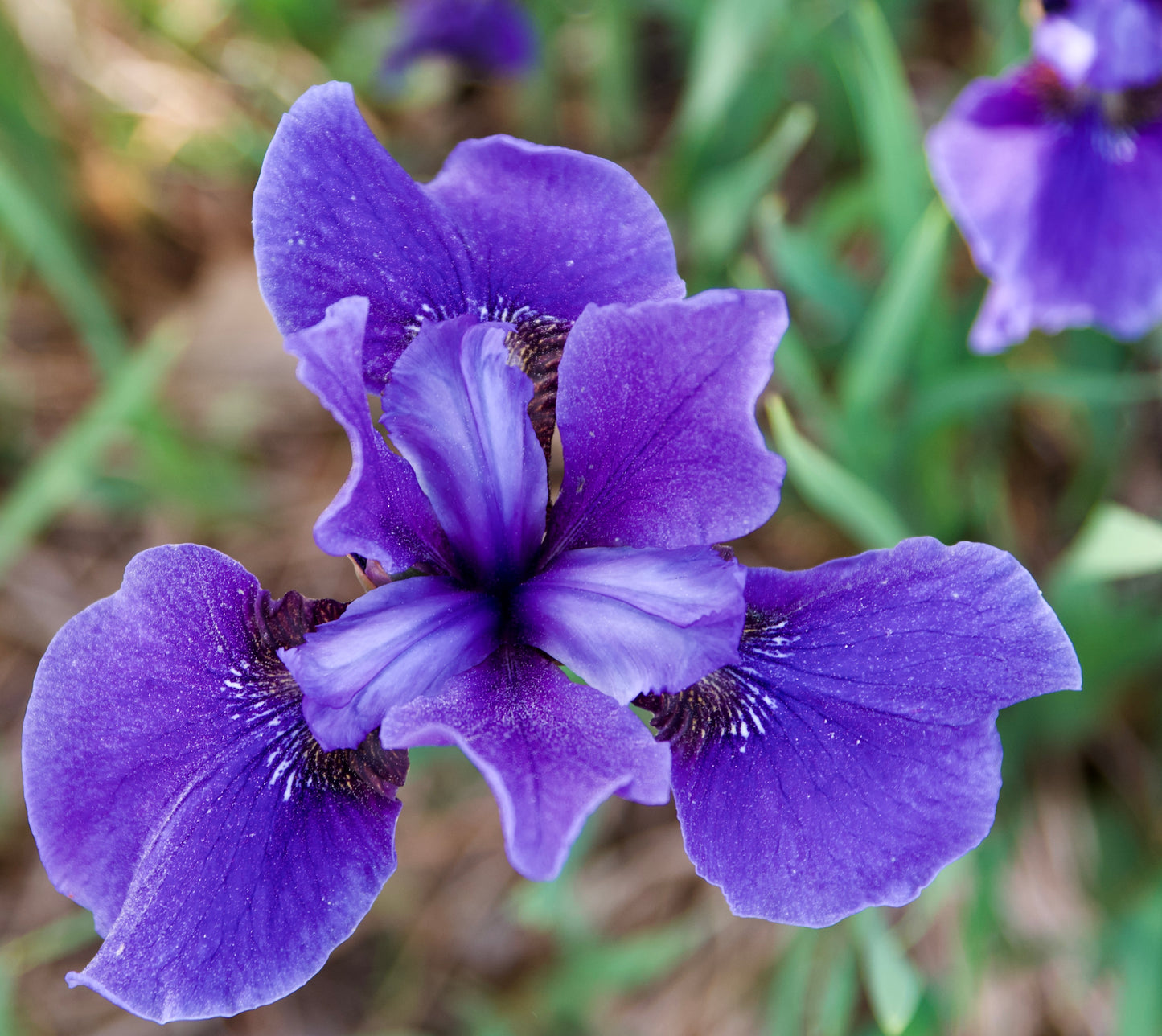 Iris sibirica 'Annick'