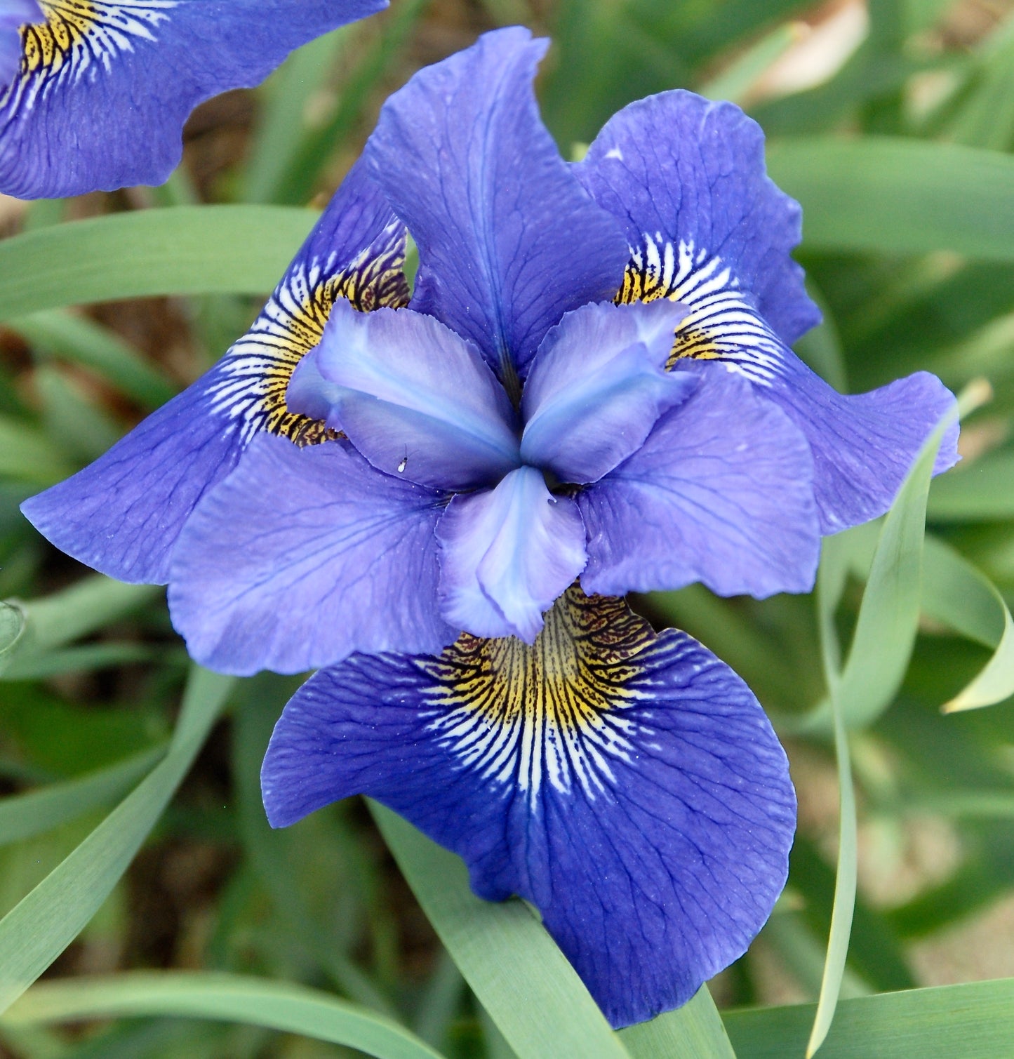 Iris sibirica 'Big Blue'