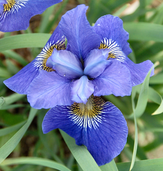Iris sibirica  'Big Blue'