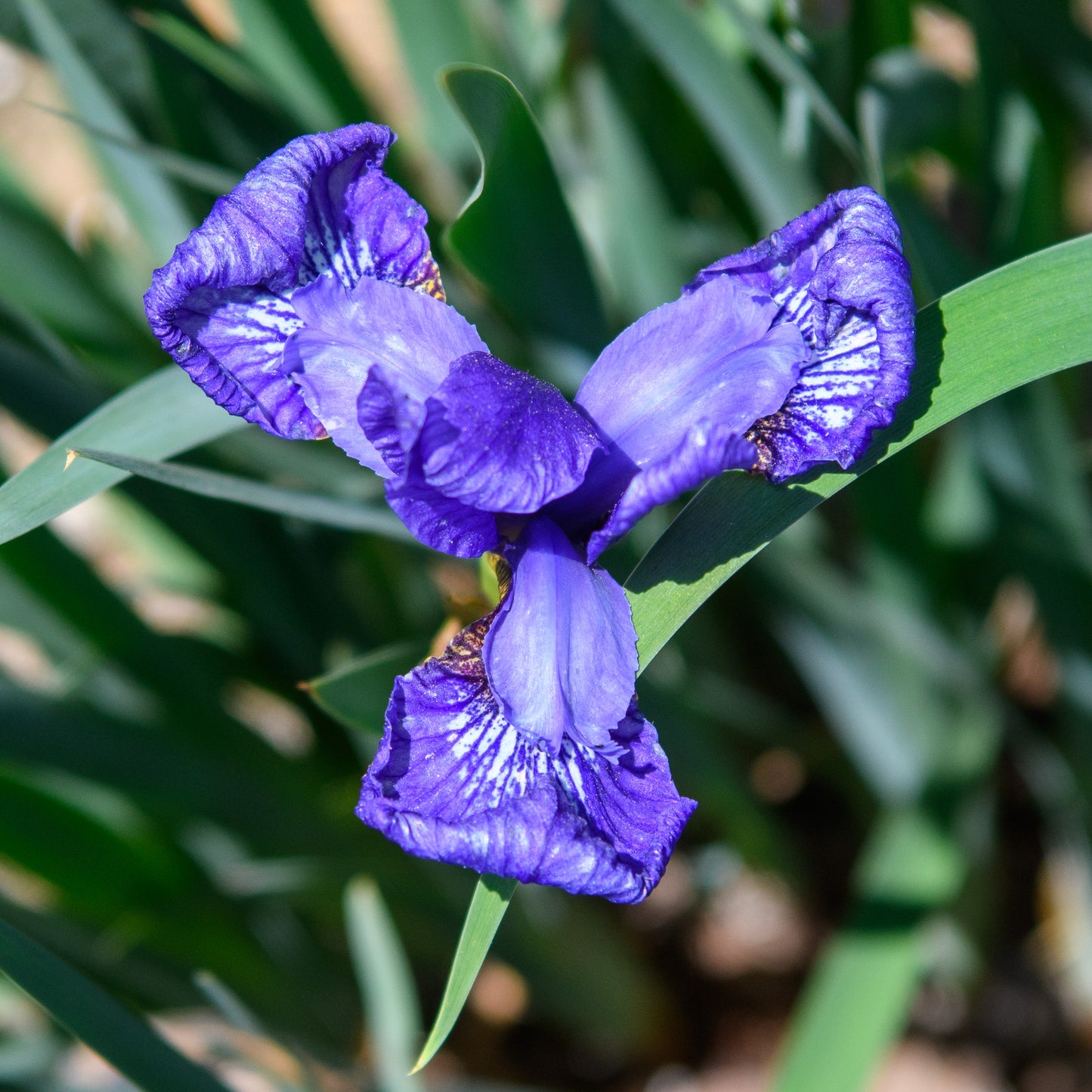 Iris sibirica 'Blue Snippet'
