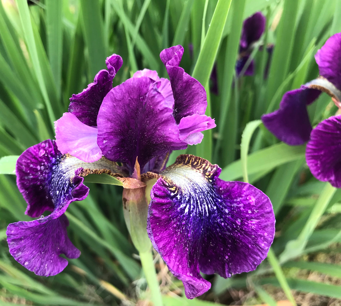 Iris sibirica 'Chandler's Choice'