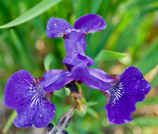 Iris sibirica  'Early Bluebird'
