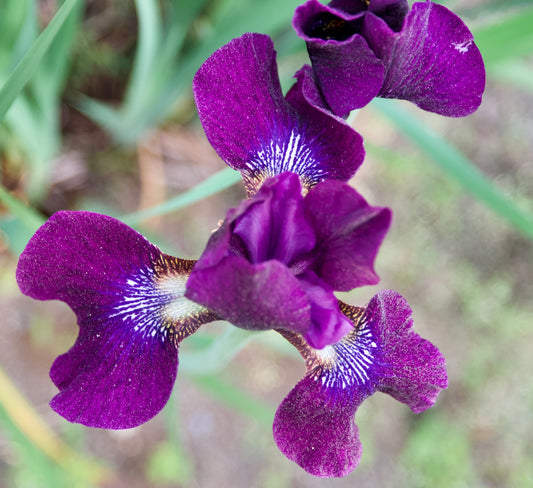 Iris sibirica  'Harpswell Hallelujah'