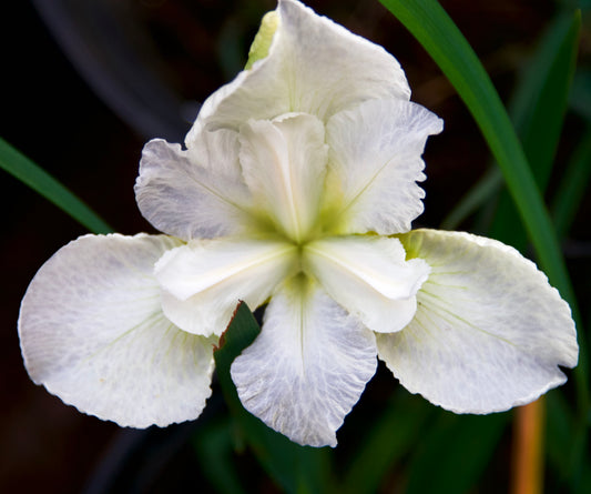 Iris sibirica  'Harpswell Snow'