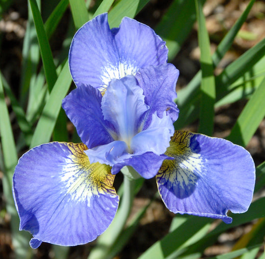 Iris sibirica 'Harpswell Snowburst'