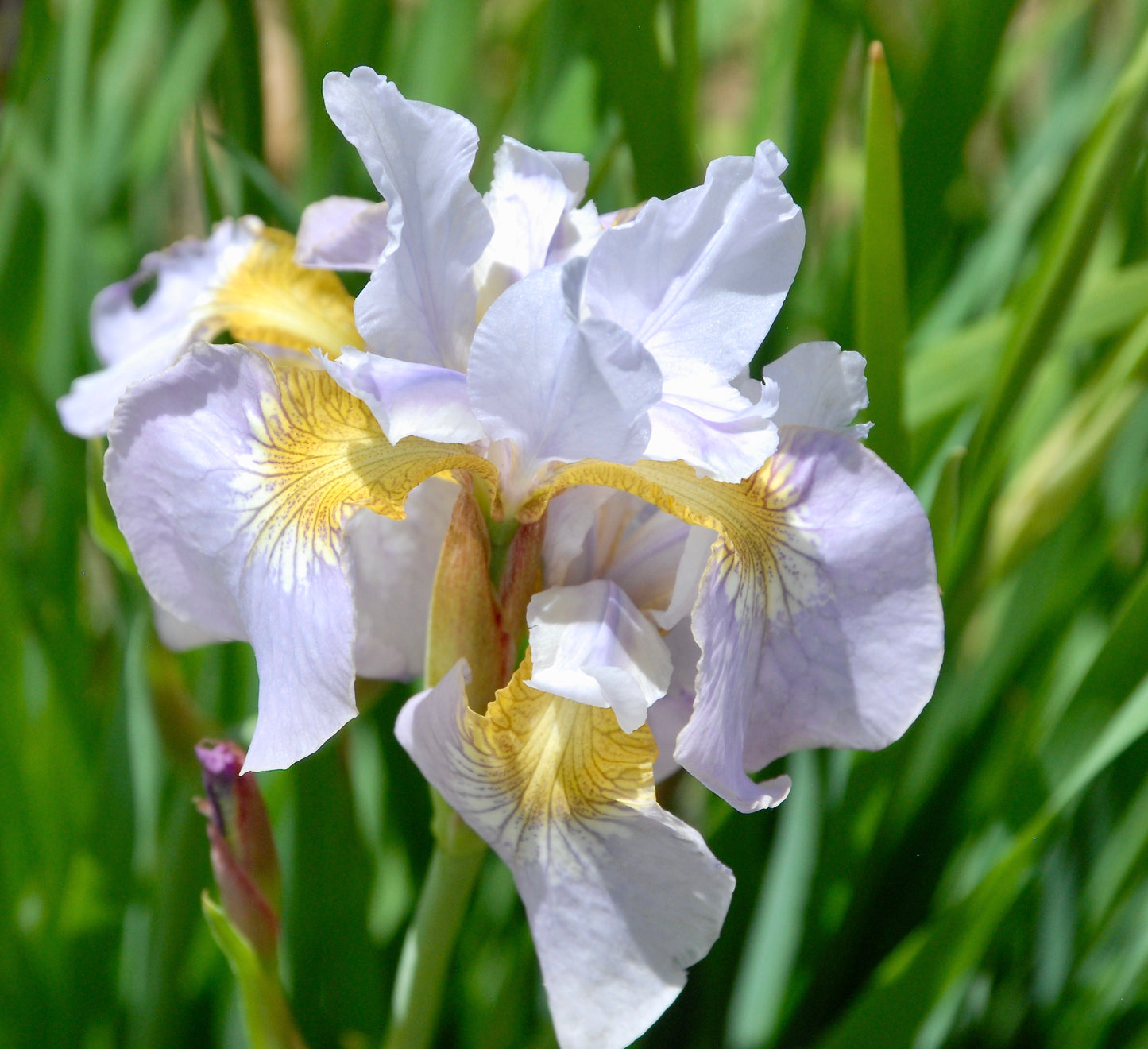 Iris sibirica 'Lavender Light'