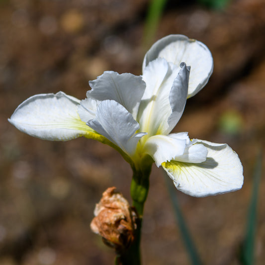 Iris sibirica 'Little White'