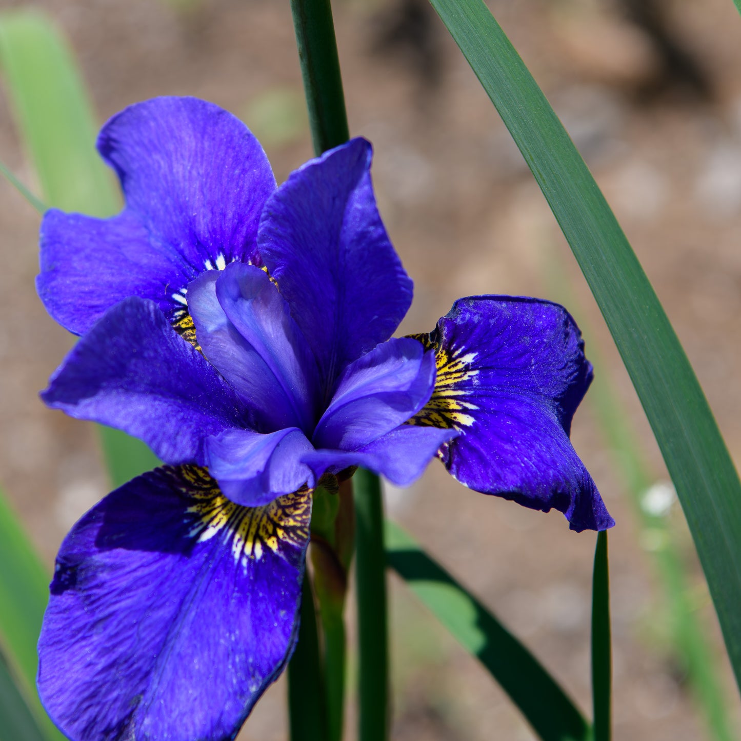 Iris sibirica 'Navy Brass'