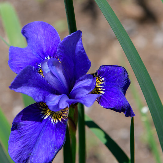 Iris sibirica 'Navy Brass'