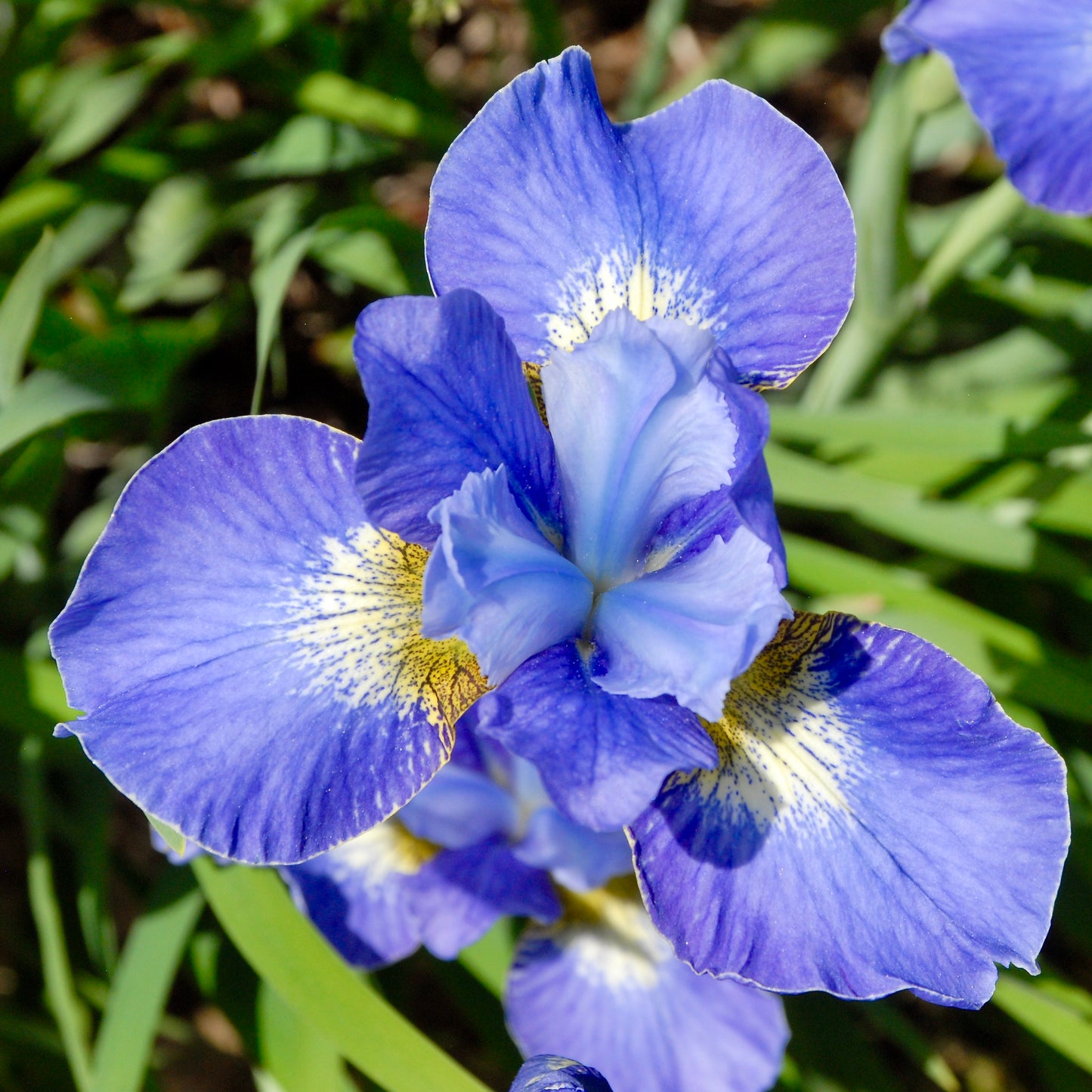 Iris sibirica 'On and On'