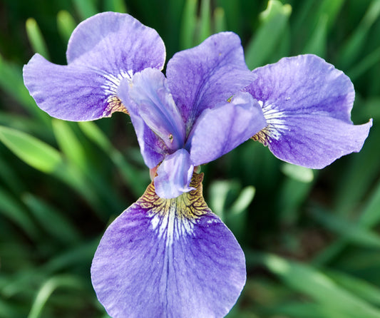 Iris sibirica  'Orville Fay'