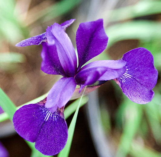 Iris sibirica  'Pansy Purple'