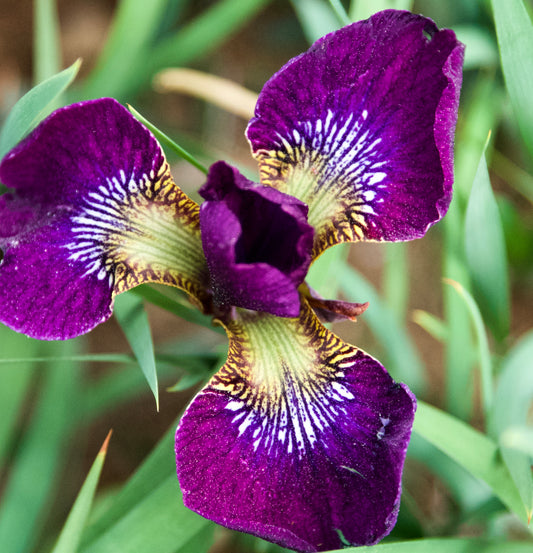 Iris sibirica  'Reddy Maid'