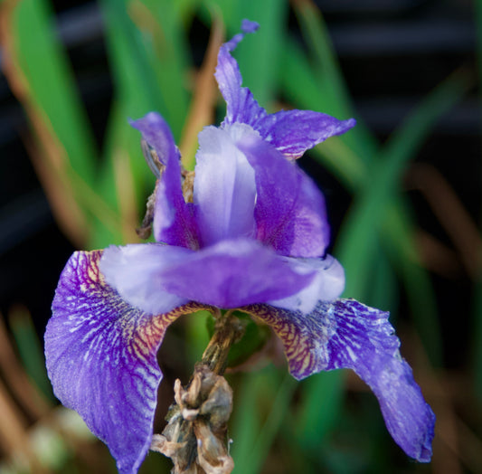 Iris sibirica 'Roger Luce'