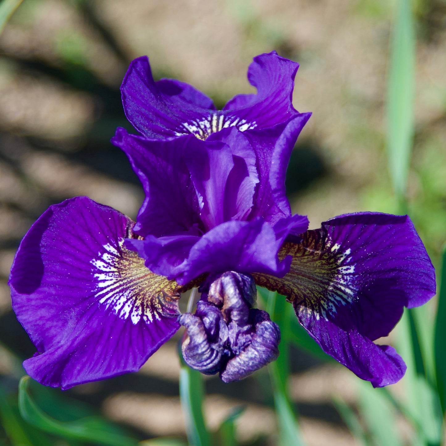 Iris sibirica 'Ruffled Velvet'