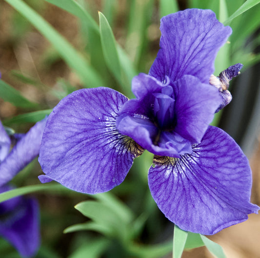 Iris sibirica 'Sally Kerlin'