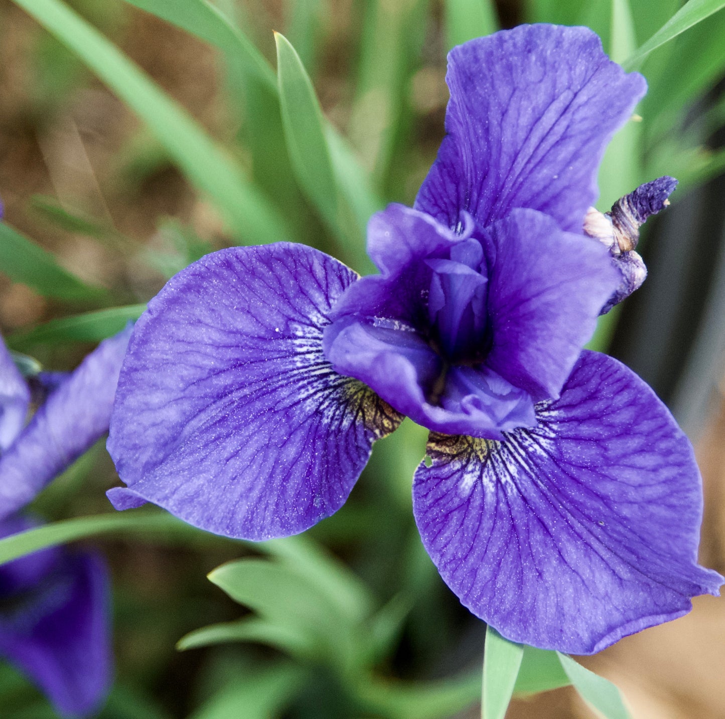 Iris sibirica 'Sally Kerlin'