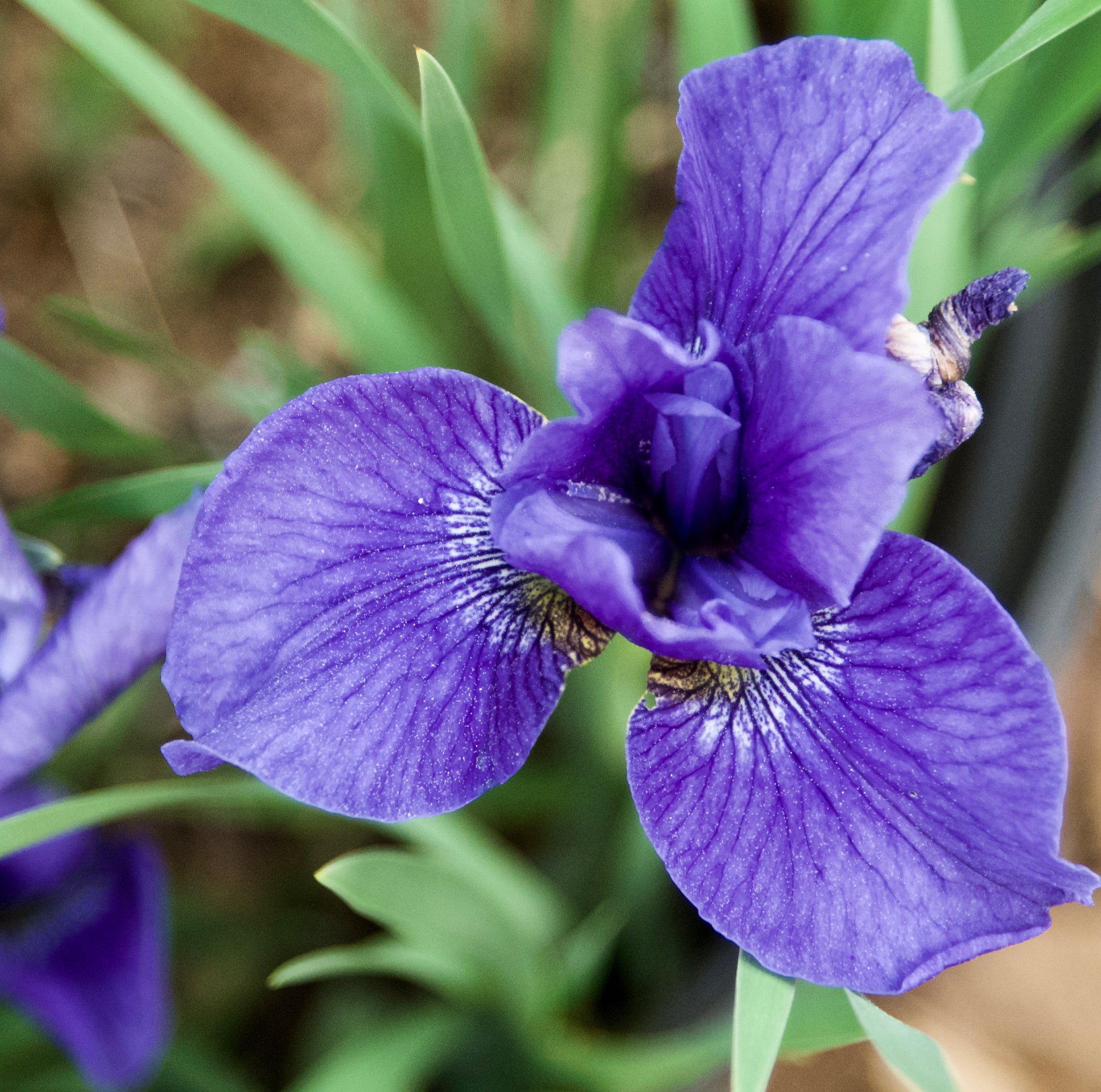 Iris sibirica 'Sally Kerlin'