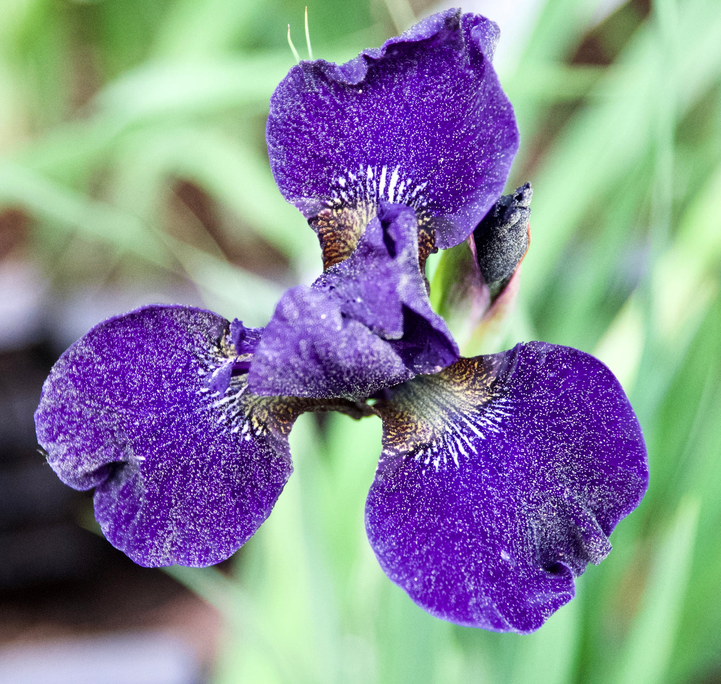 Iris sibirica 'Shirley Pope'