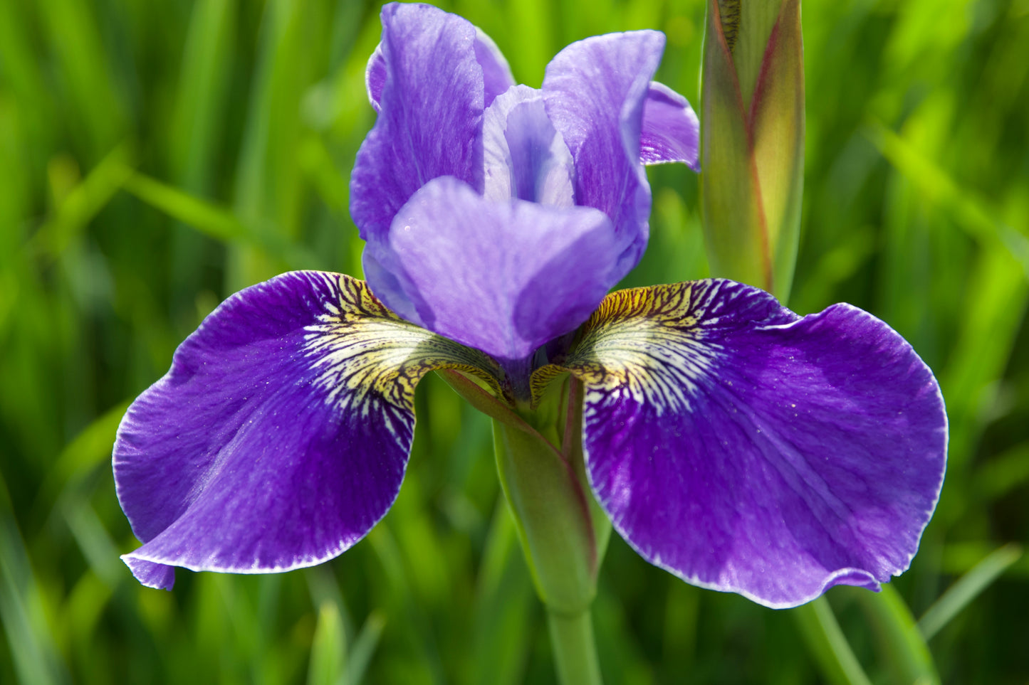 Iris sibirica 'Silver Edge'