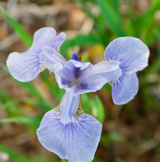 Iris sibirica 'Soft Blue'