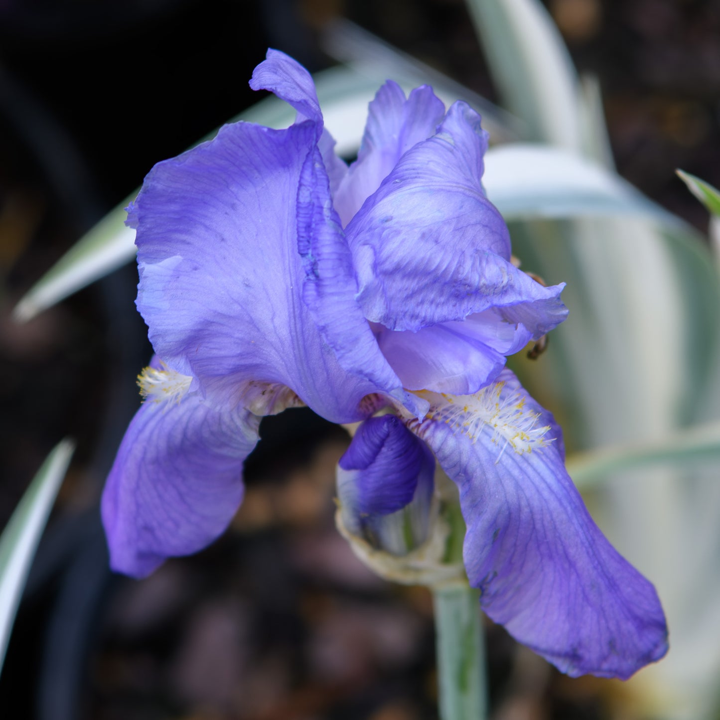 Iris pallida 'Albo Variegata'