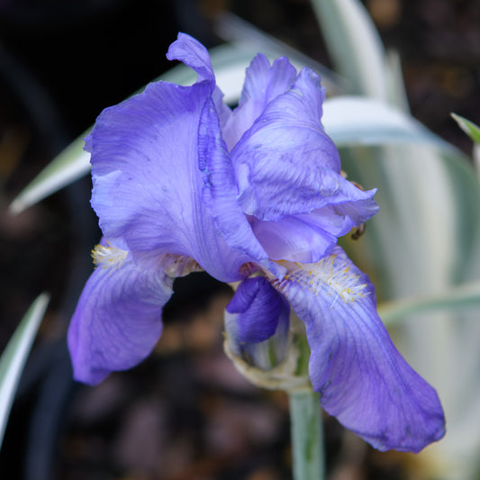 Iris pallida 'Albo Variegata'