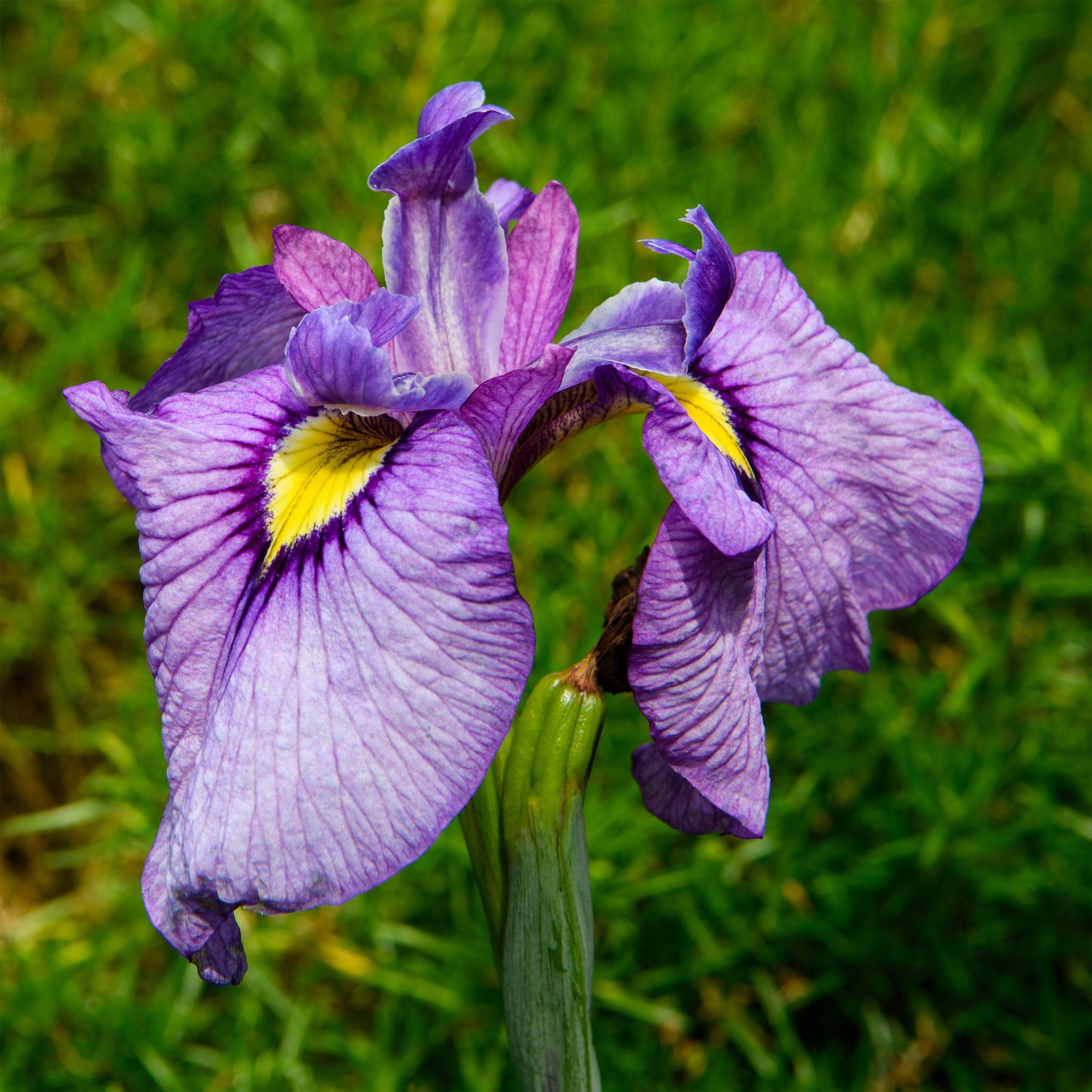 Iris pseudata 'Shiryukyo'