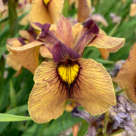 Iris  pseudata   'Yarai'