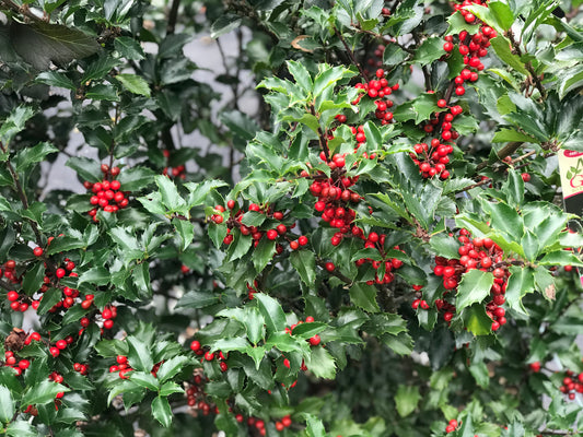 Holly tree with red berries and green leaves