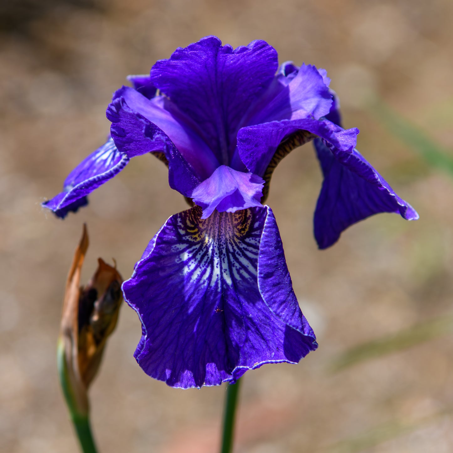 Close-up of a vibrant purple iris flower with a blurred natural background