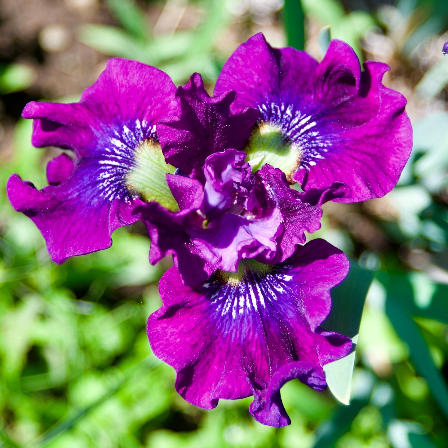 Iris sibirica 'Say Please'