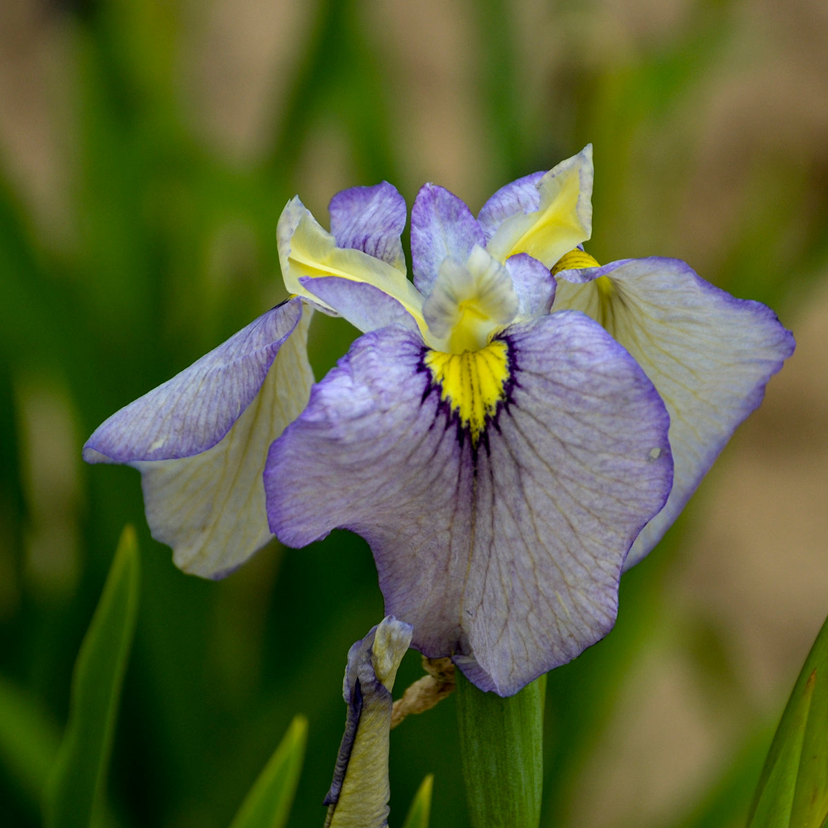 Iris pseudata Moonlit Field' ('Tsukiyono')