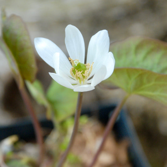 Jeffersonia diphylla