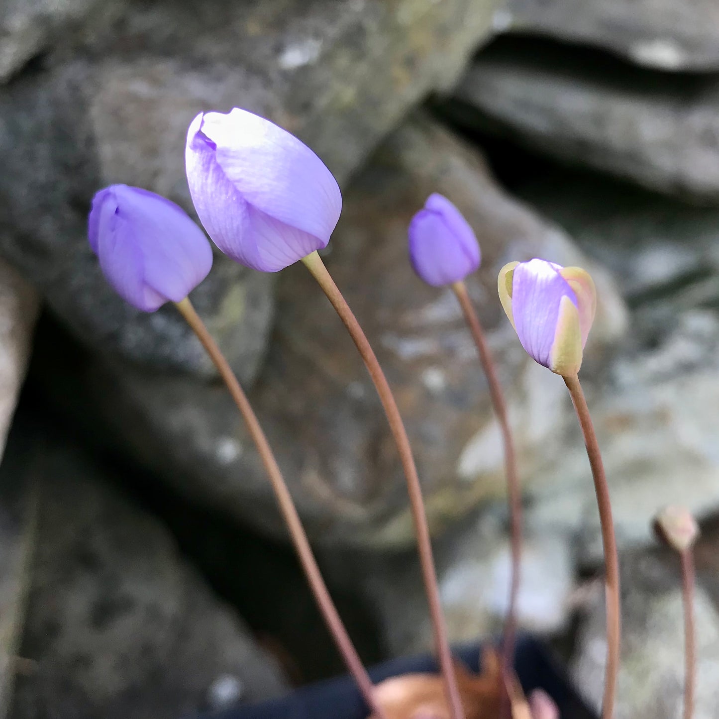 Jeffersonia dubia